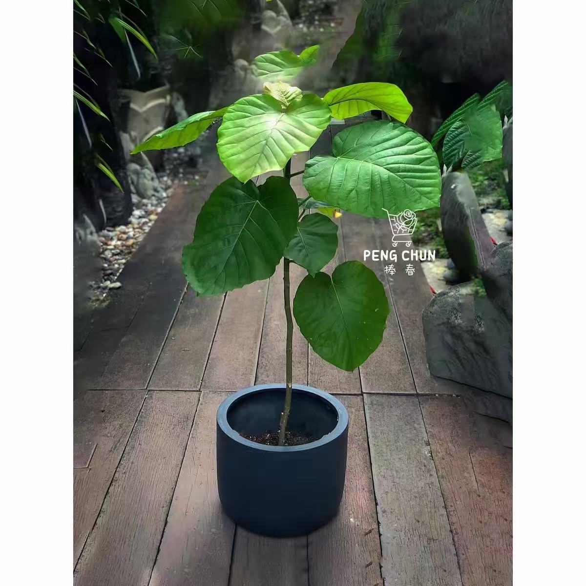 爱心榕心叶榕小清新绿植盆栽室内