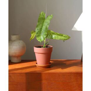绿天堂蔓绿绒Philodendron Paraiso Verde迷彩叶锦化网红入门级