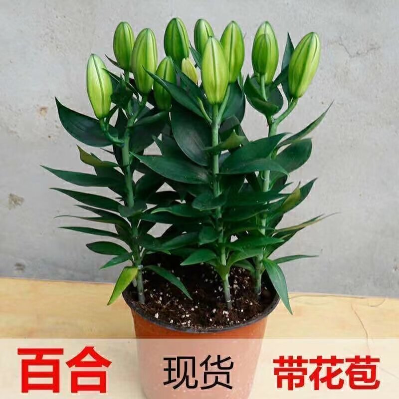 香水百合花盆栽苗带花苞水培室内客厅办公室阳台四季好养植物花卉