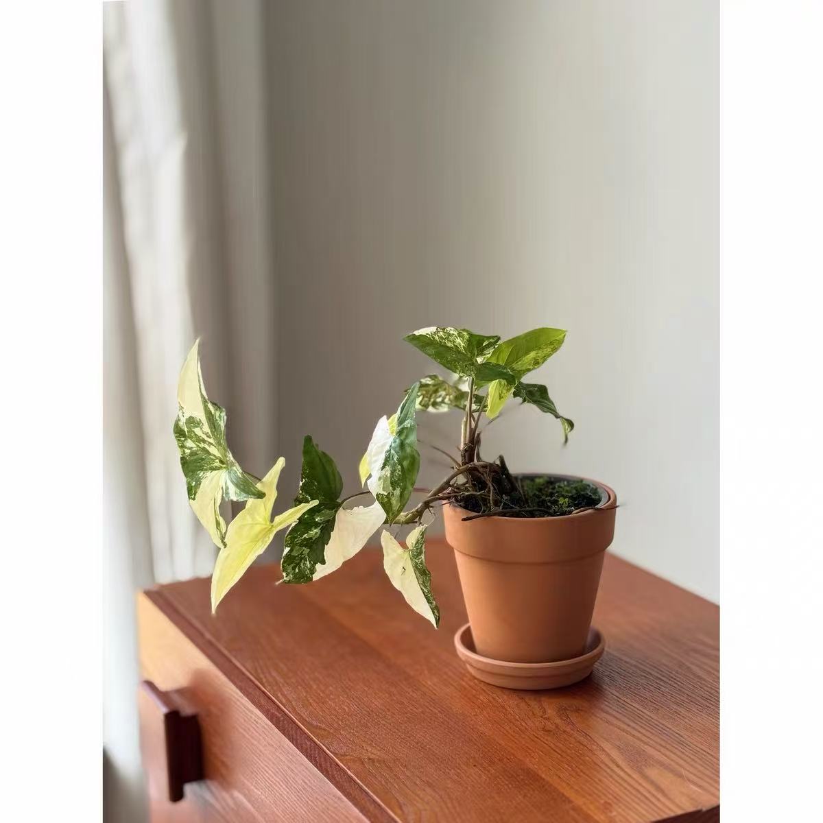 白锦合果芋植物室内爬藤绿植