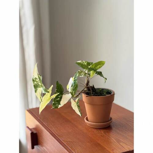 白锦合果芋植物室内爬藤绿植