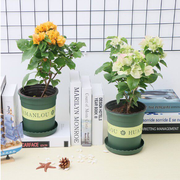 三角梅树苗花卉室内花苗植物盆栽