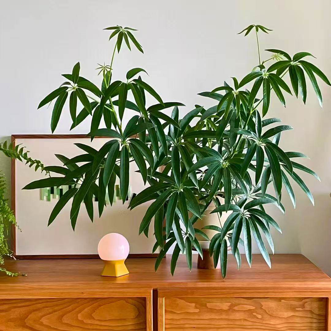网红台湾细叶伞夏威夷鹅掌柴植物室内除甲醛室内绿植北欧简约风格
