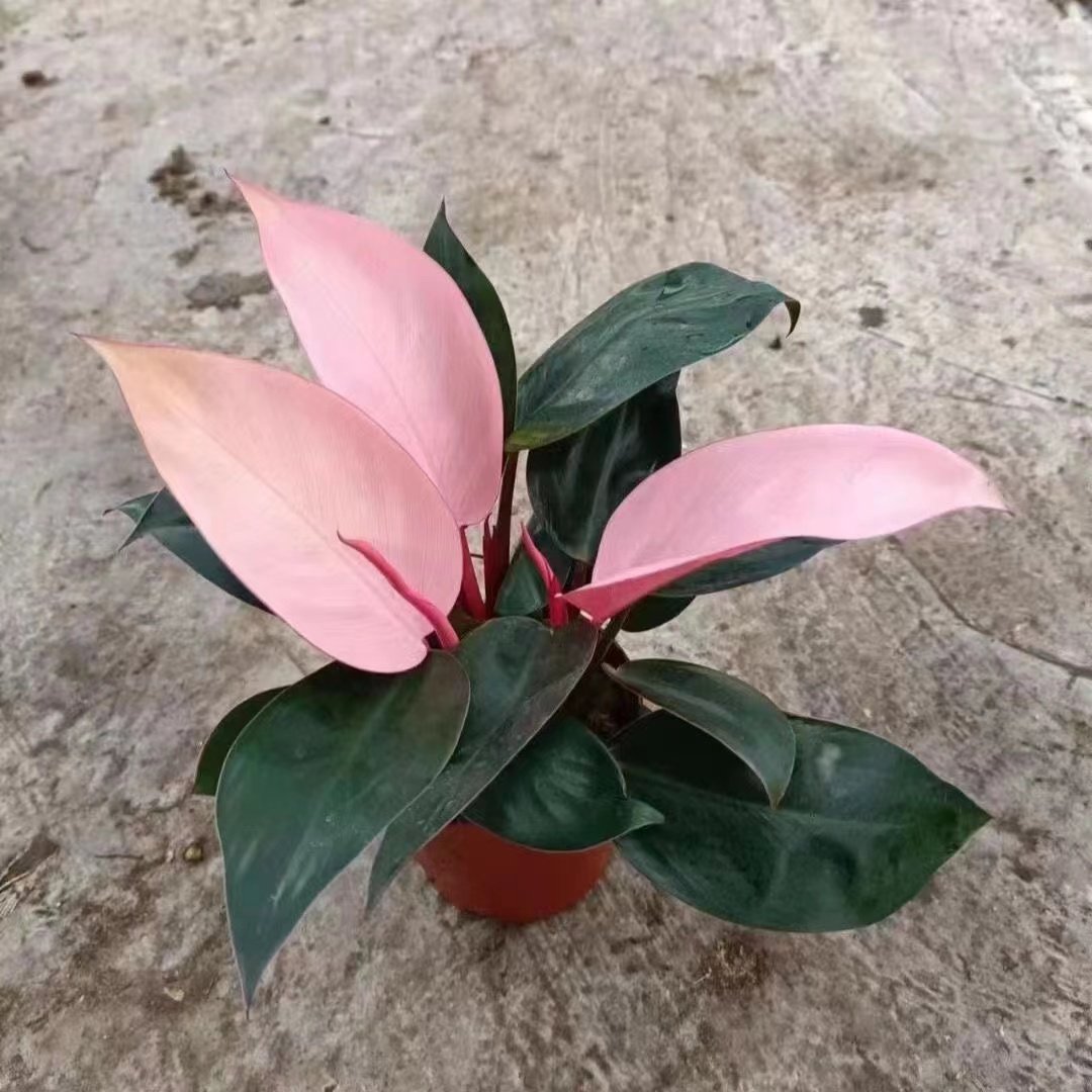 蔓绿绒客厅净化空气吸甲醛