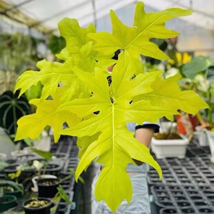 黄金春羽瓦萨维奇撕裂蔓绿绒黄金赛洛姆天南星科热带室内观叶植物