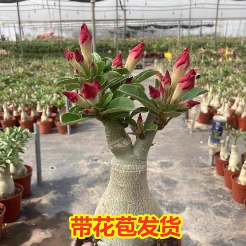 沙漠玫瑰盆栽5年老桩四季观花