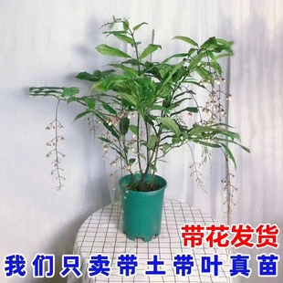 珍稀品种垂丝茉莉苗白蝴蝶垂吊室内庭院绿植盆栽花卉四季开花浓香