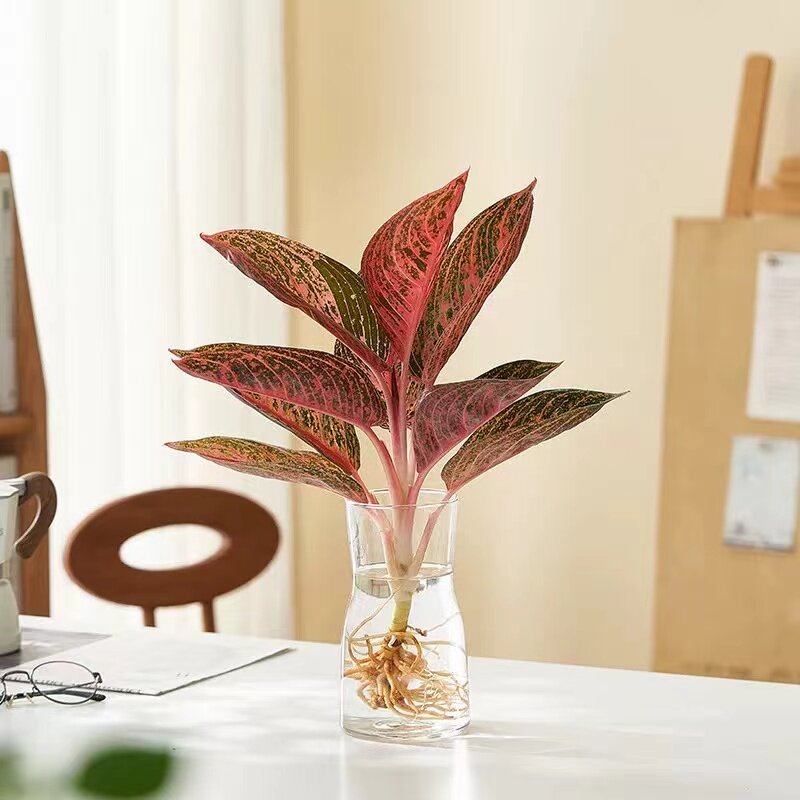 水培植物竹芋净化空气客厅防辐射