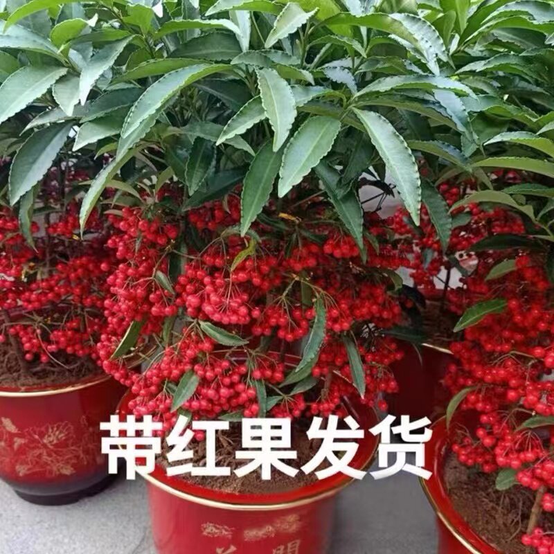 精品富贵籽黄金万两盆栽绿植金玉满堂家养植物办公室花卉盆栽好养