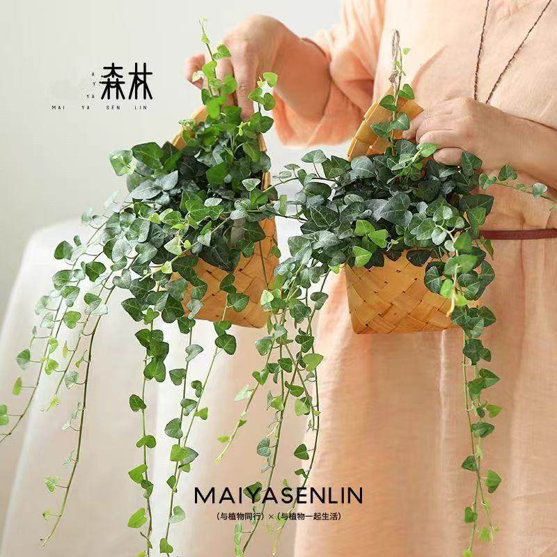 杜鹃花花苞盆栽四季开花室内花卉