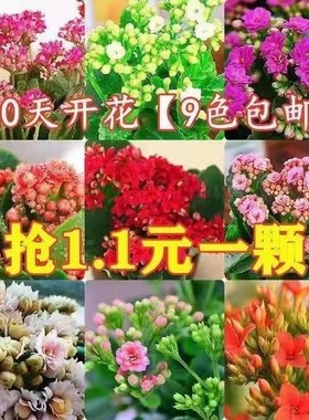 长寿花绿植盆栽客厅阳台四季开花
