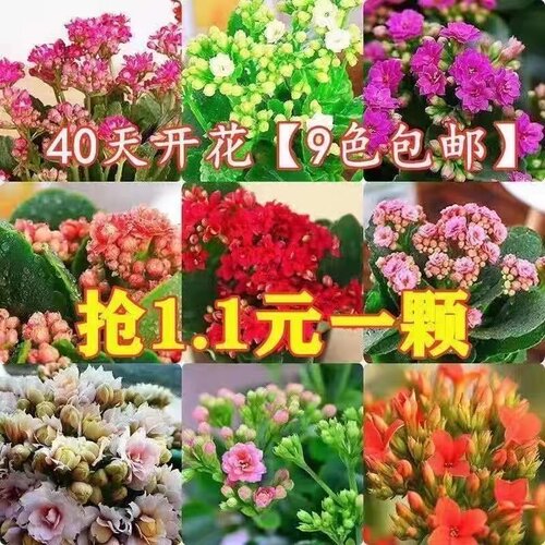 长寿花绿植盆栽客厅阳台四季开花