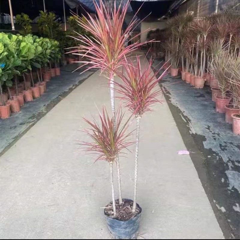 三色龙血树七彩铁绿植净化空气