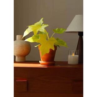 黄金春羽Philodendron Warscewiczii 瓦萨维奇蔓绿绒网红植物