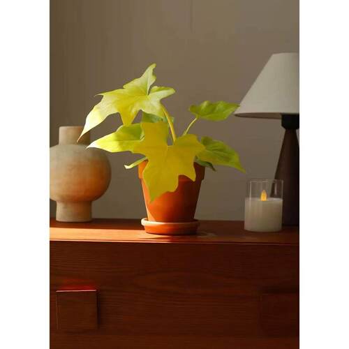 黄金春羽瓦萨维奇蔓绿绒网红植物