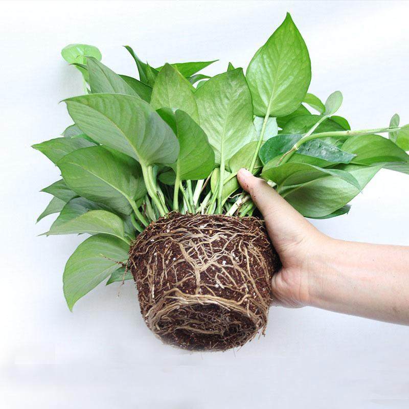 （55株绿萝带盆+送托盘+送挂钩 )吸甲醛净化空气长藤垂吊大绿萝