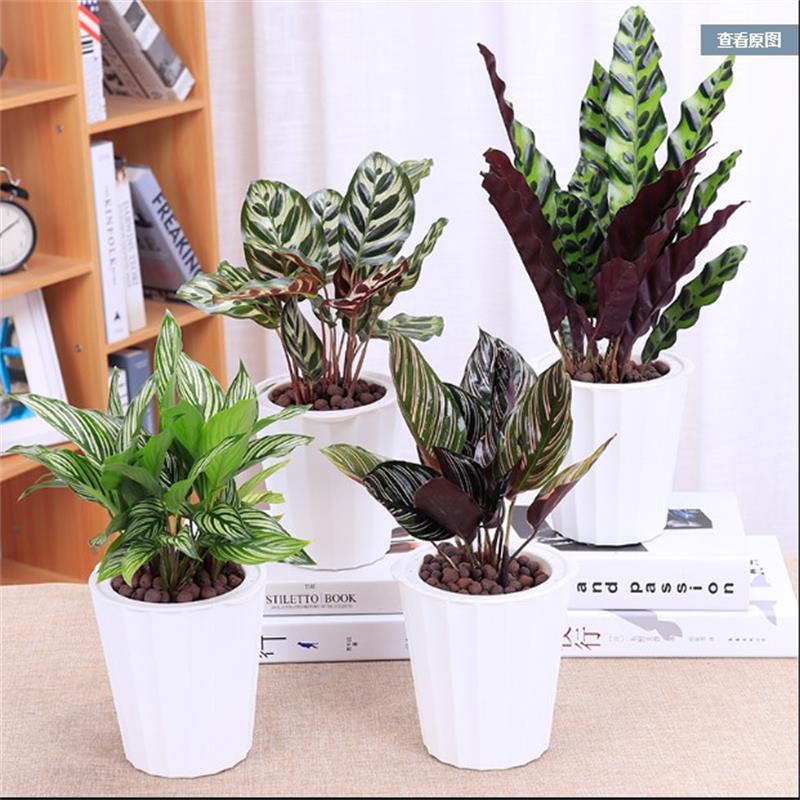 盆栽竹芋吸甲醛办公室