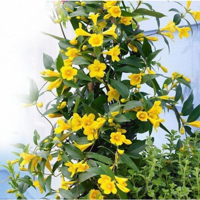 法国香水爬藤植物阳台盆栽冬季