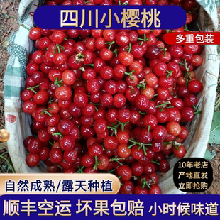 四川米易小樱桃水果新鲜土樱桃甜应季 孕妇水果顺丰空运 整箱当季