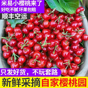 四川米易小樱桃新鲜孕妇水果当季 整箱 土樱桃甜应季
