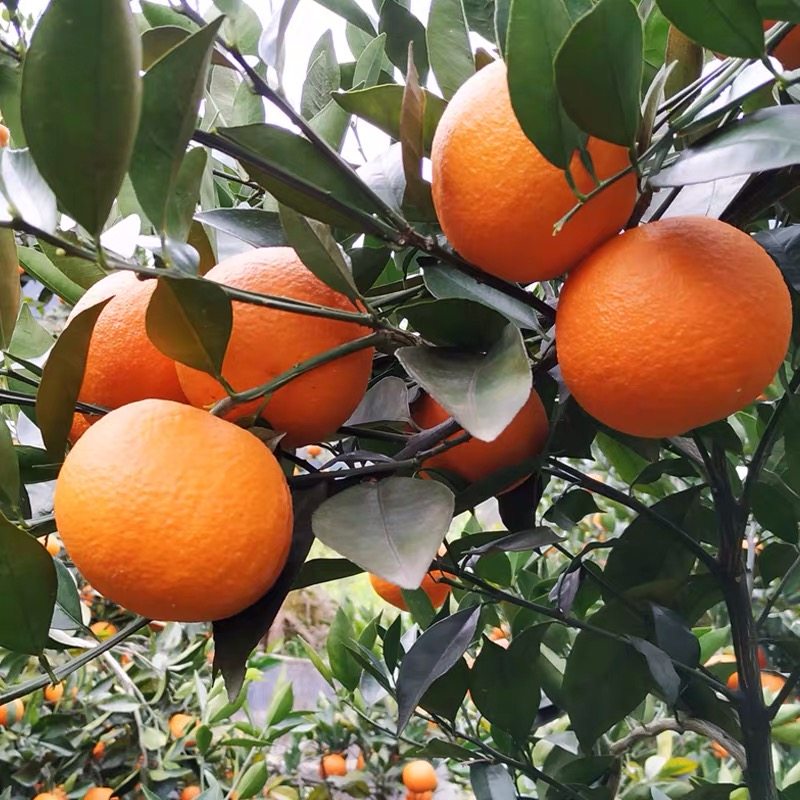 广西桂林特产水果夏橙新鲜橙子带箱10斤新鲜多汁包邮