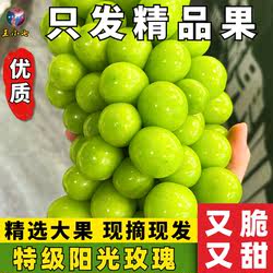 四川大凉山阳光玫瑰葡萄新鲜水果时令晴王葡萄香甜青提子当季整箱