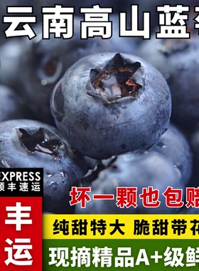 【顺丰空运】云南高山L25蓝莓抚仙湖玉溪新鲜高端特大花香脆甜