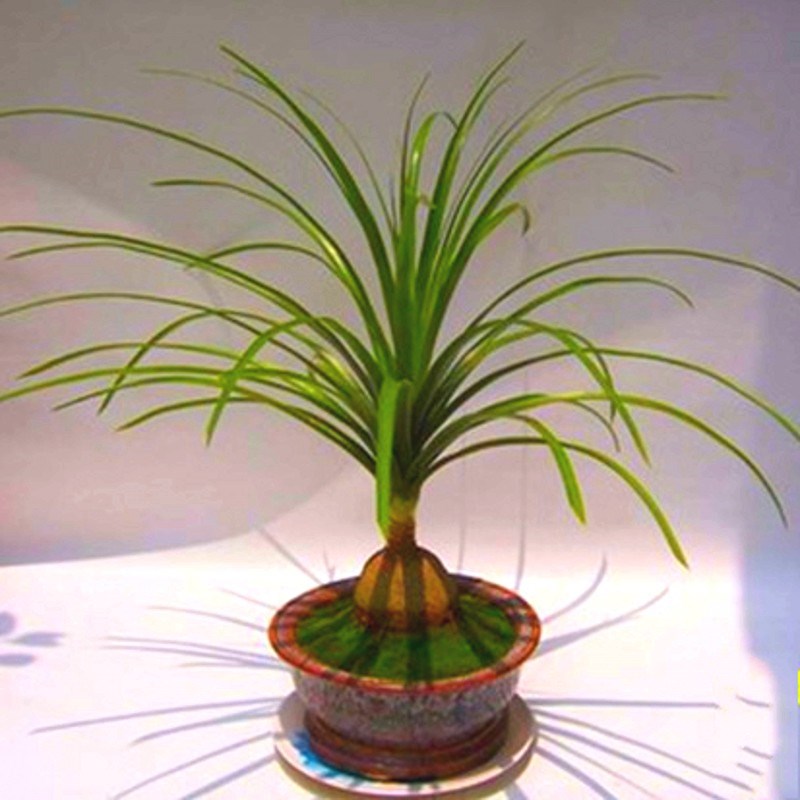 盆栽植物 酒瓶兰 花卉室内桌面盆景花卉绿植