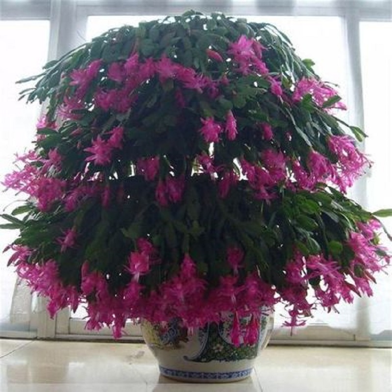 蟹爪兰盆栽带花室内花卉植物进口新品种多色花苗带根包邮四季开花