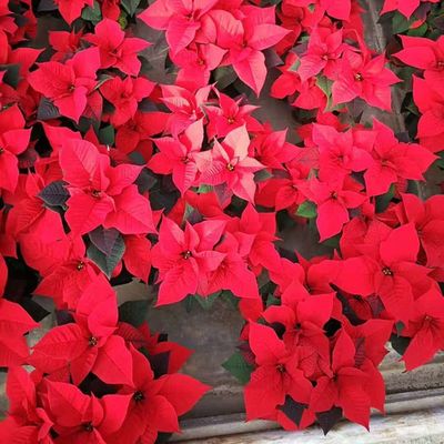 一品红植物花盆栽鸿运当头开门红红火火四季中国红客厅好养花卉