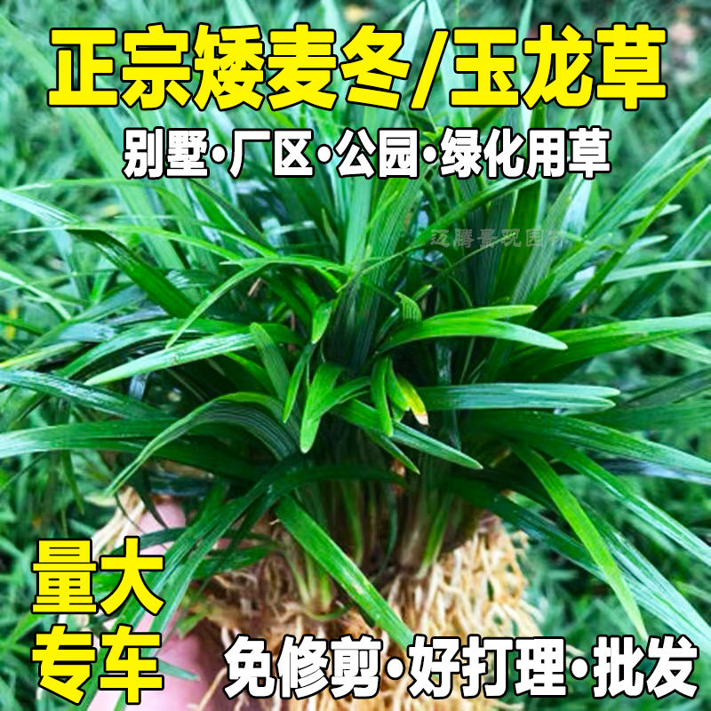 矮麦冬草别墅庭院玉龙草细叶麦冬中叶麦冬耐寒耐热四季常青庭院草