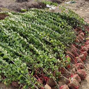 围墙篱笆植物大叶北海道黄杨冬青苗耐寒庭院绿篱景观园林绿化苗木