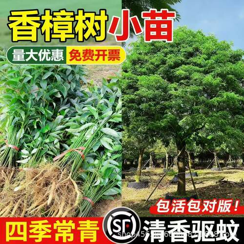 香樟树苗工程绿化苗木盆栽庭院四季常青行道树南北方种植风景树苗