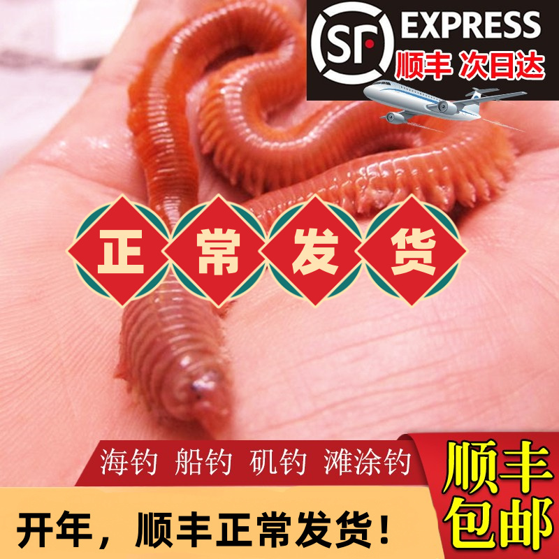 活沙蚕 活饵包邮 红虫青虫海蜈蚣海蚯蚓海钓鱼饵路亚饵鲈鱼饵包活