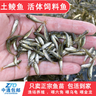 土鲮鱼鱼苗活体饲料鱼鱼料活鱼喂鳜鱼喂金龙喂乌龟喂桂花鲈鱼活饵