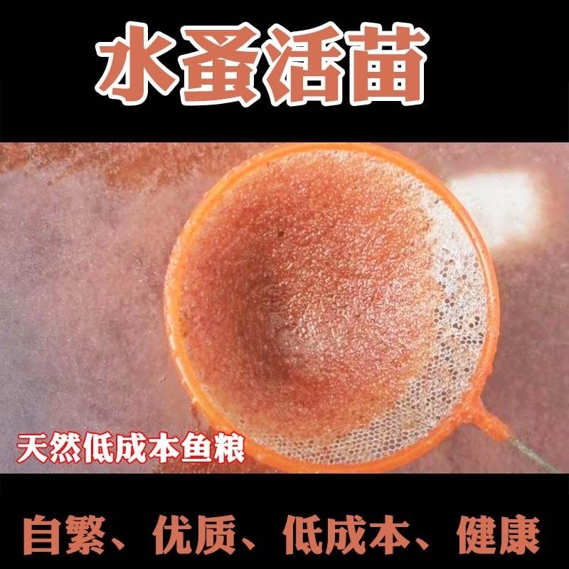 水蚤活体活苗鱼虫红虫水虱子水瘙鱼食卵饲料兰寿鱼苗