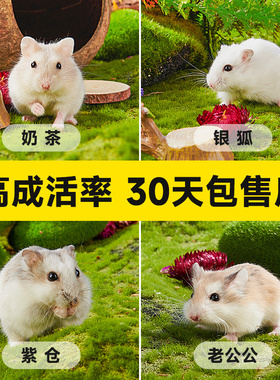 家养宠物小仓鼠活物侏儒三线银狐布丁老公公奶茶金丝熊宝宝活体鼠