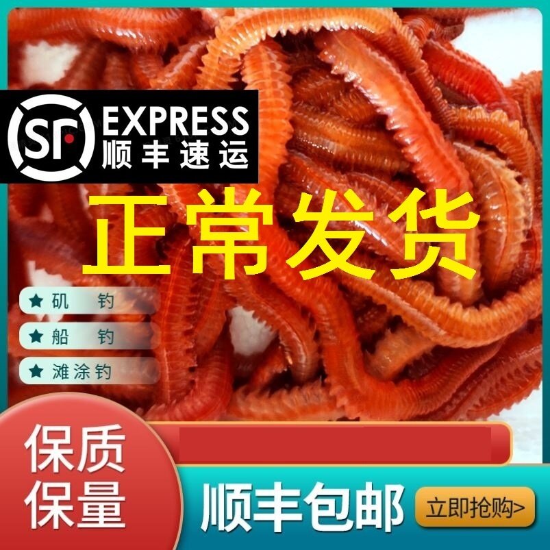 沙蚕活饵包邮海钓饵鲜活沙蚕海虫海蜈蚣海蚯蚓活饵海蚂蝗顺丰包邮