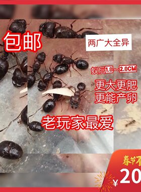 全异巨首蚁 盲切叶蚁活体蚂蚁超大蚂蚁工坊城堡宠物科普教育