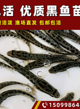 黑鱼苗活体淡水小鱼苗养殖黑鱼苗乌鱼苗财鱼苗乌鳢生鱼苗路亚凶猛