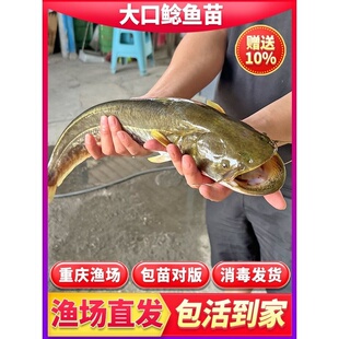 南方大口鲶鱼苗淡水养殖食用活体河鲶土鲶鱼二须鲶肉食塘鲺鲶鱼苗