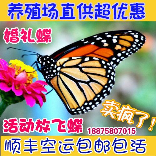 真活蝴蝶活体的蝴蝶放飞人工养殖羽化七彩真蝴蝶婚礼蝴蝶活体活物