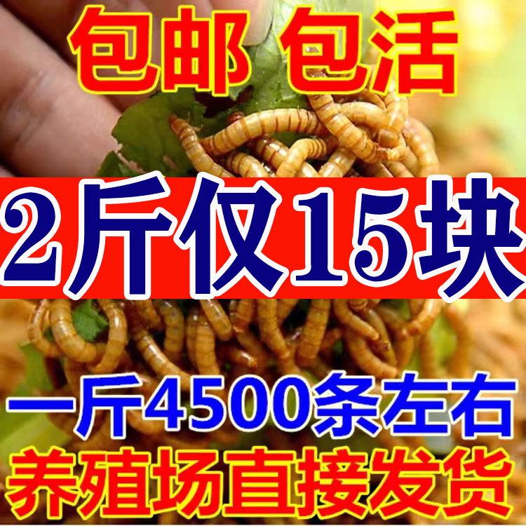 面包虫 活体 黄粉虫活虫 鹦鹉鱼 乌龟 金龙 鱼画眉鸟石蛙饲料包邮
