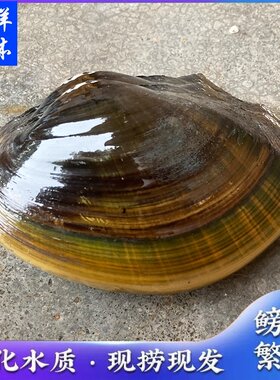 河蚌特大圆顶鲜活体可食用观赏宠物净化水质大河巴壳子贝鳑鲏繁殖