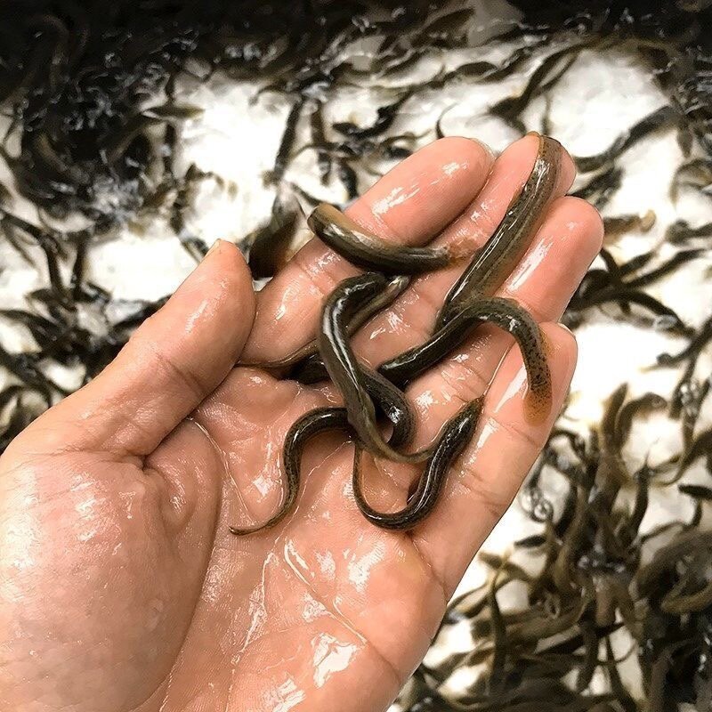 台湾小泥鳅苗本地青鳅东北金鳅水花鲜活筏钓养殖淡水乌龟龙鱼饲料