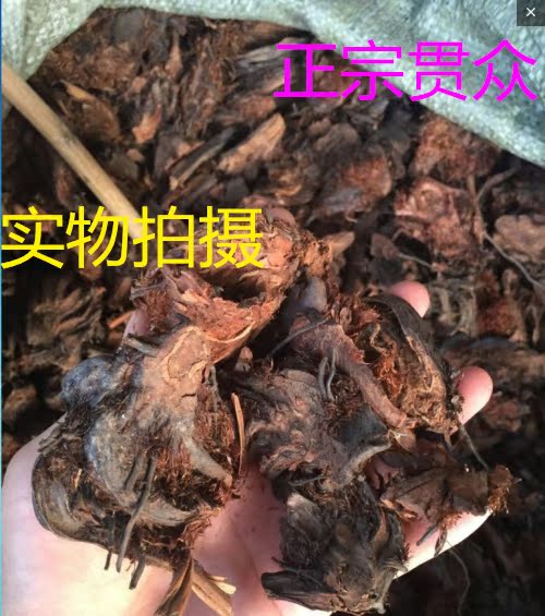 中药材野生贯众龙凤骨大贯众贯节管仲贯众粉500克包邮