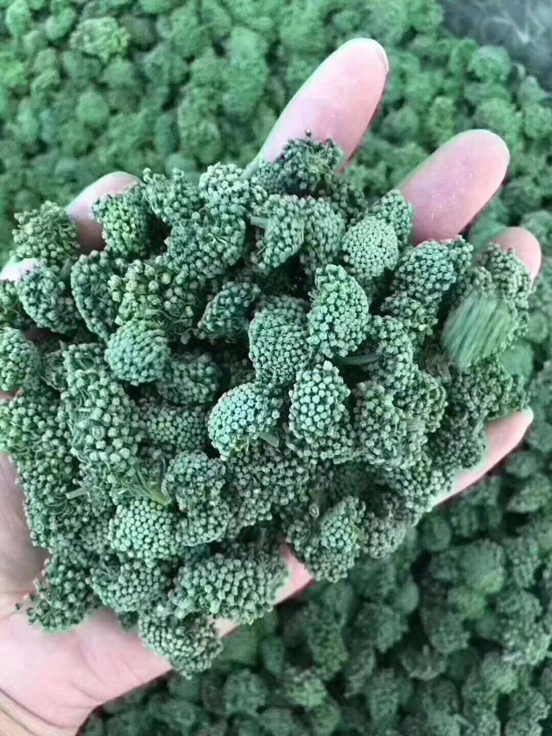 新货云南三七花新鲜无硫干货三七田七花三七花茶250克包邮4年三七