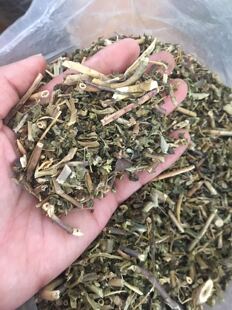 中药材 野生猫眼草泽漆耳叶大戟猫耳眼 猫儿草新鲜干货 500克包邮