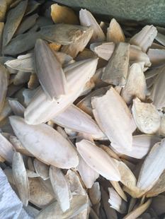 乌贼骨 海螵蛸乌贼骨粉 海螵蛸粉 墨鱼骨粉 500g包邮