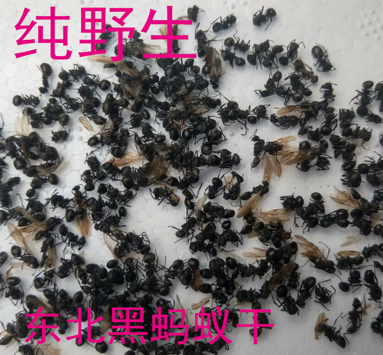 中药材黑蚂蚁蚂蚁干蚂蚁粉红蚂蚁高山蚁黑多刺蚁泡酒料250克包邮
